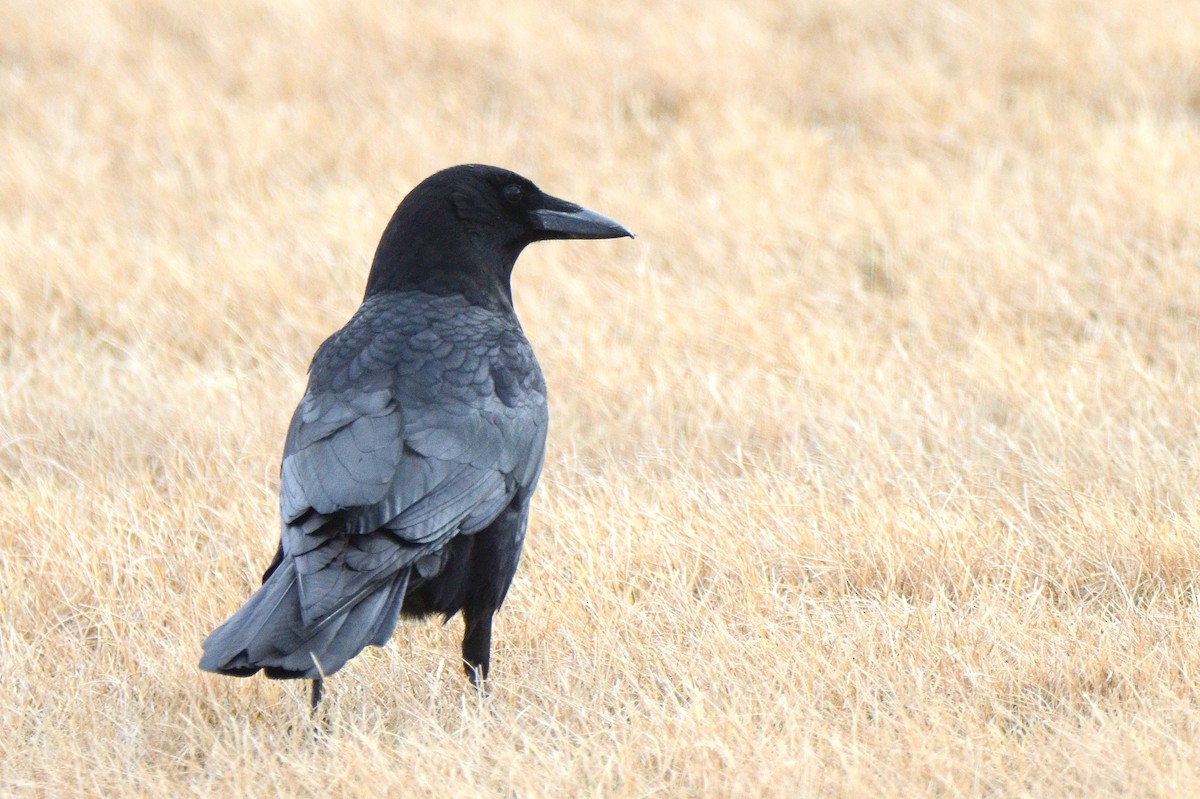 American Crow - ML428693321