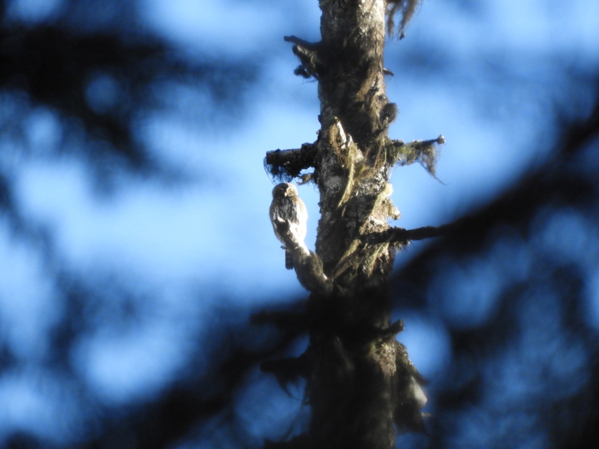 Northern Pygmy-Owl - ML428693651