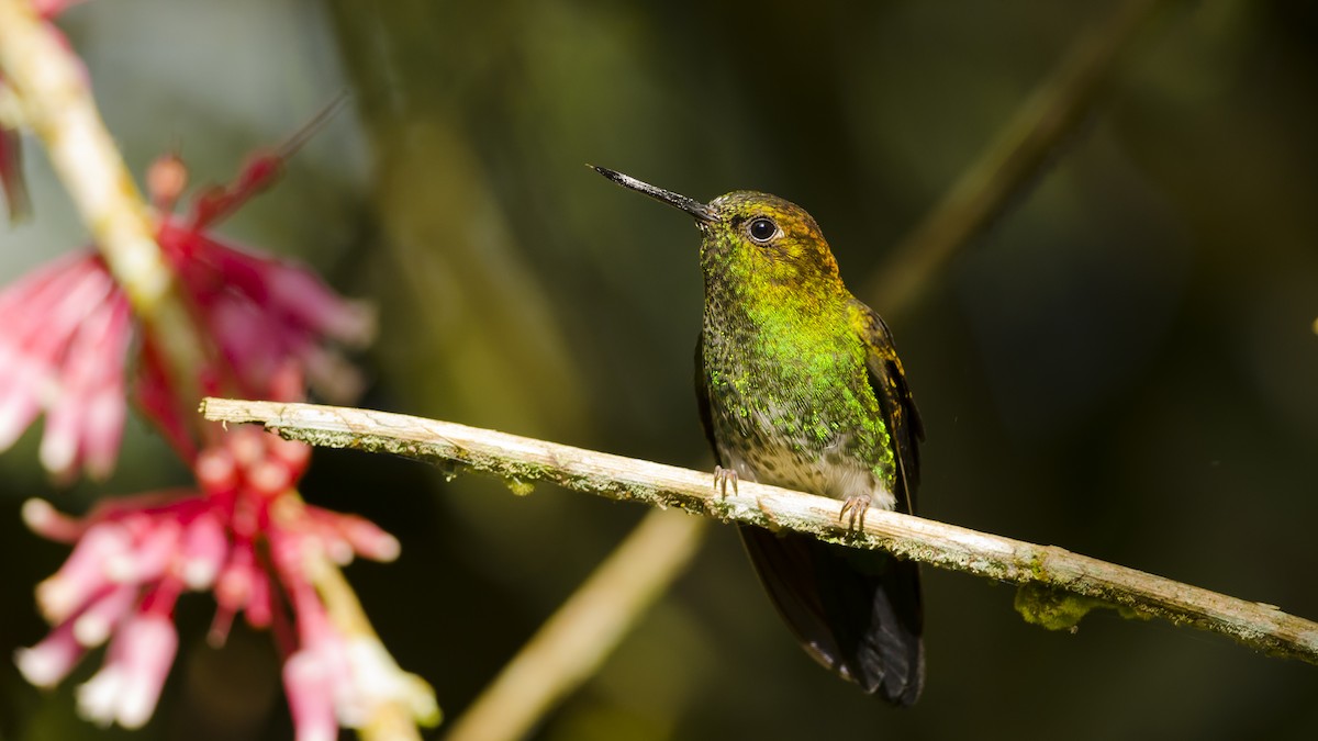 kolibřík zelenkavý - ML42869531