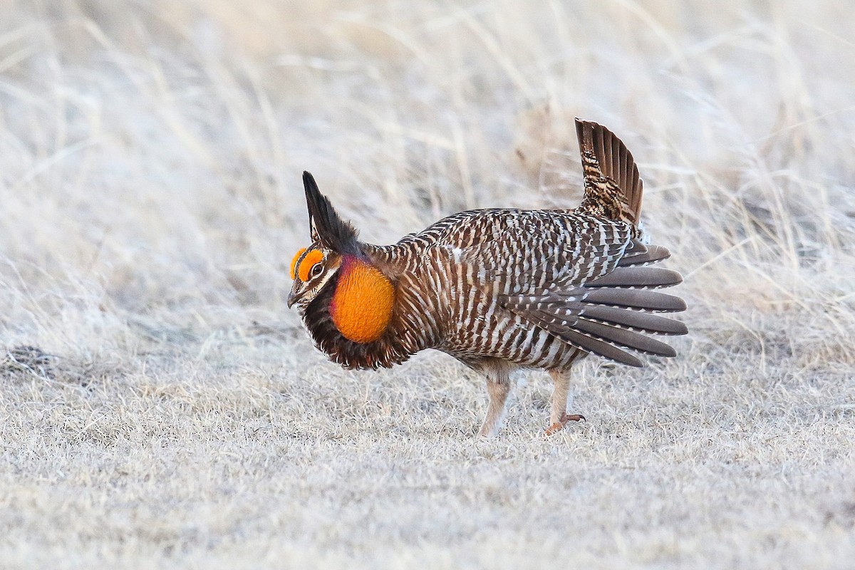 Greater Prairie-Chicken - Victor Stoll