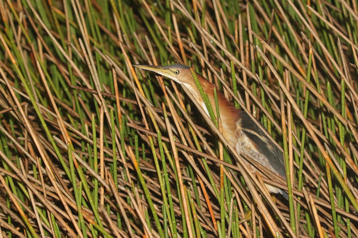 Least Bittern - ML428695751