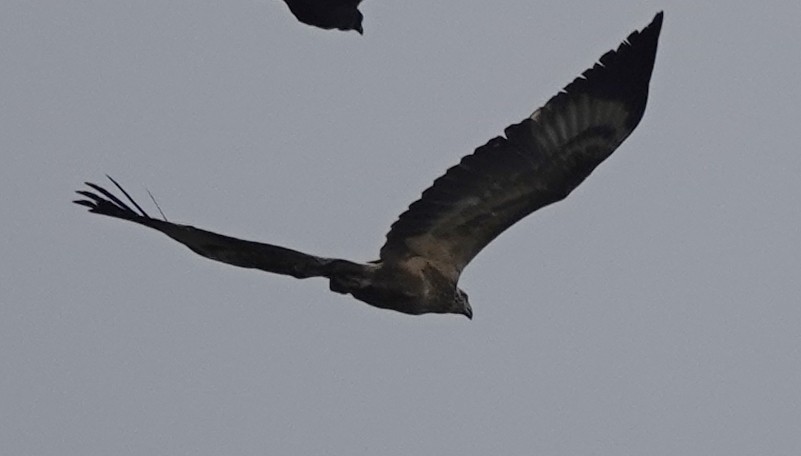 White-bellied Sea-Eagle - ML428695861