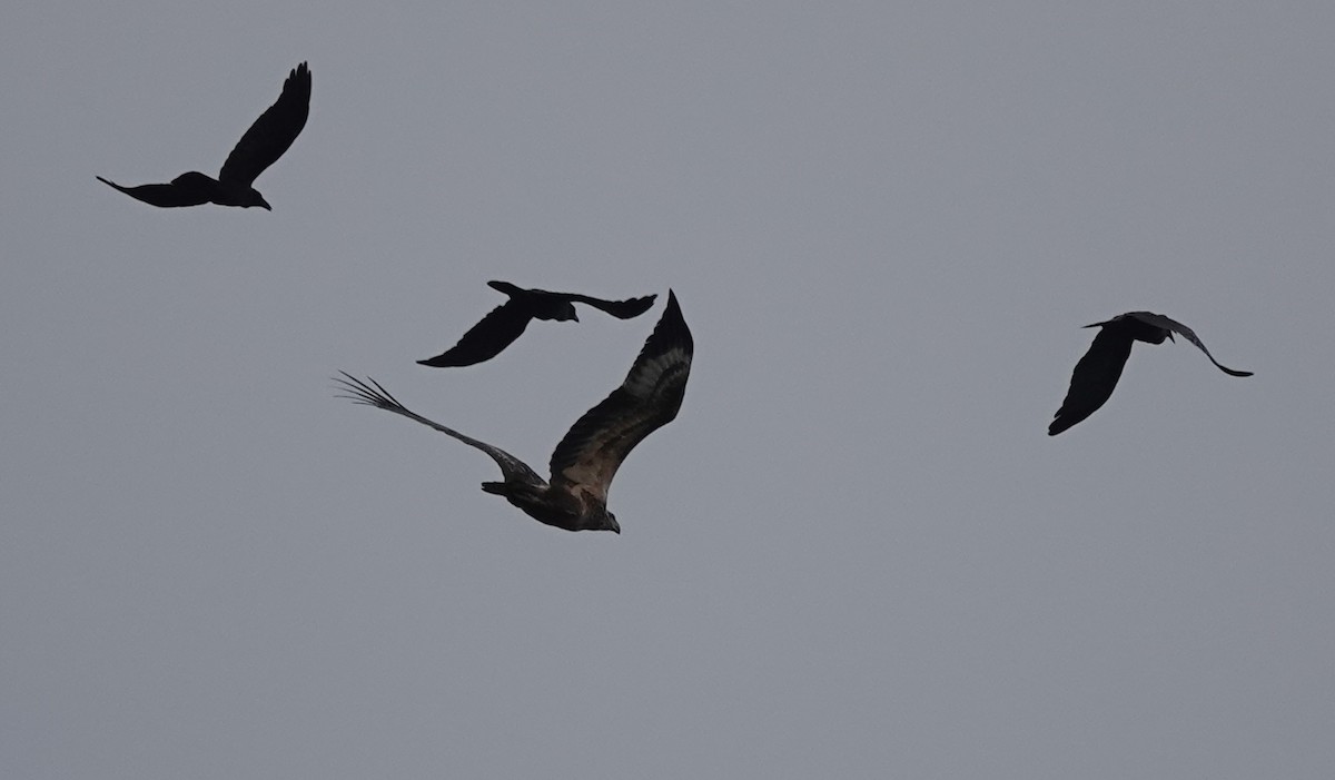 White-bellied Sea-Eagle - ML428695891