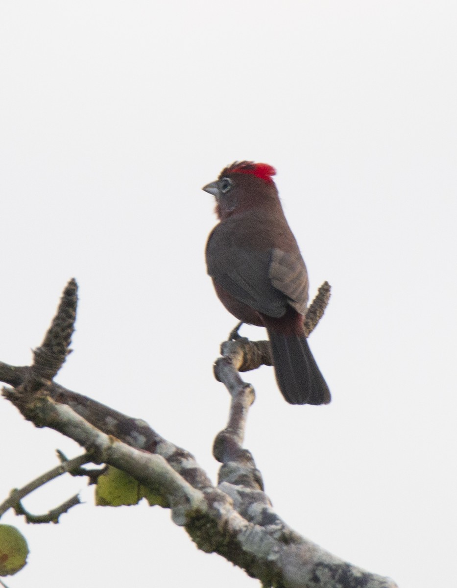 Red-crested Finch - ML428696681