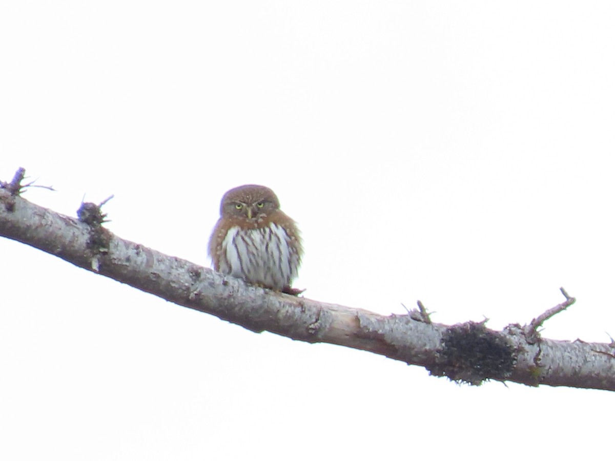 Northern Pygmy-Owl - ML428696781