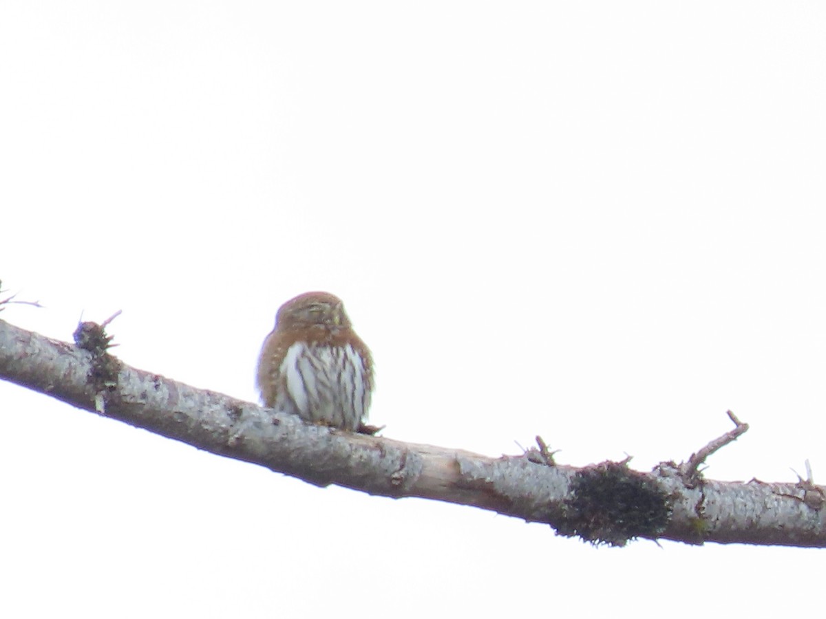 Northern Pygmy-Owl - ML428696791