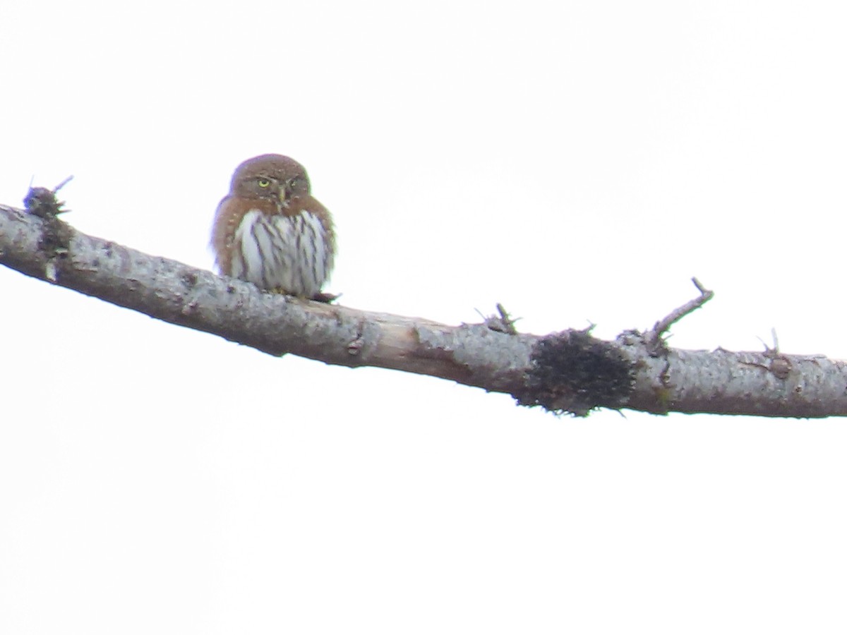 Northern Pygmy-Owl - ML428696801