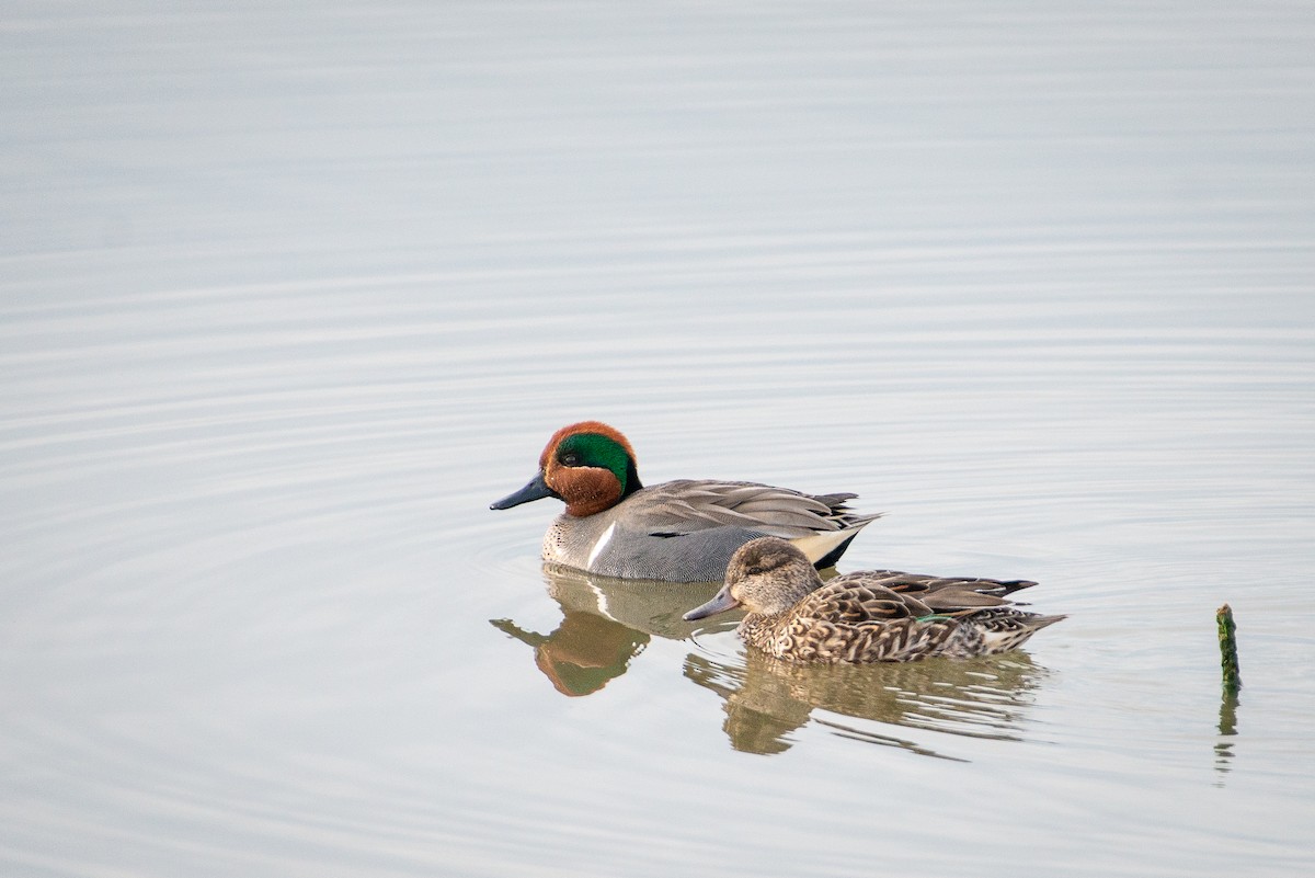 Green-winged Teal - ML428698181