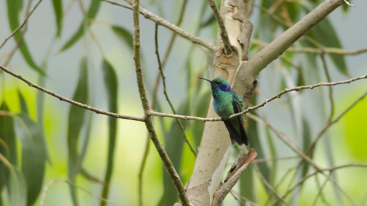 kolibřík modrouchý - ML42869891