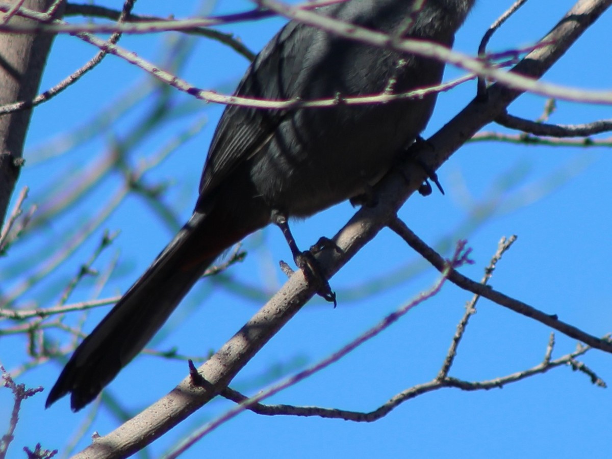 Gray Catbird - ML42869941