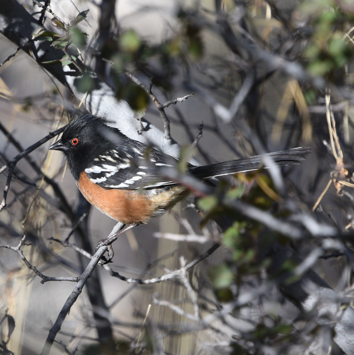 Spotted Towhee - ML428699741