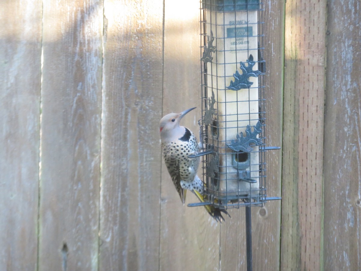 Northern Flicker (Yellow-shafted) - ML428700071