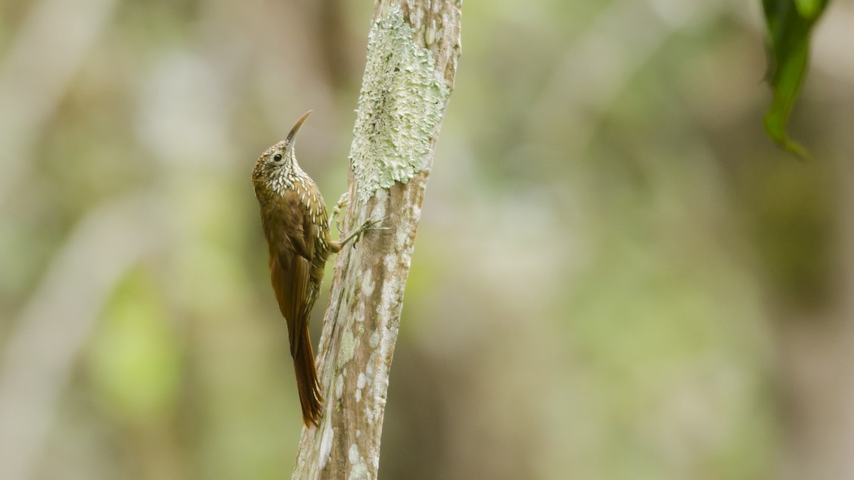 Montane Woodcreeper - Neil Diaz