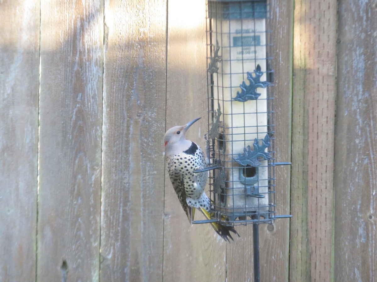 Northern Flicker (Yellow-shafted) - ML428700171