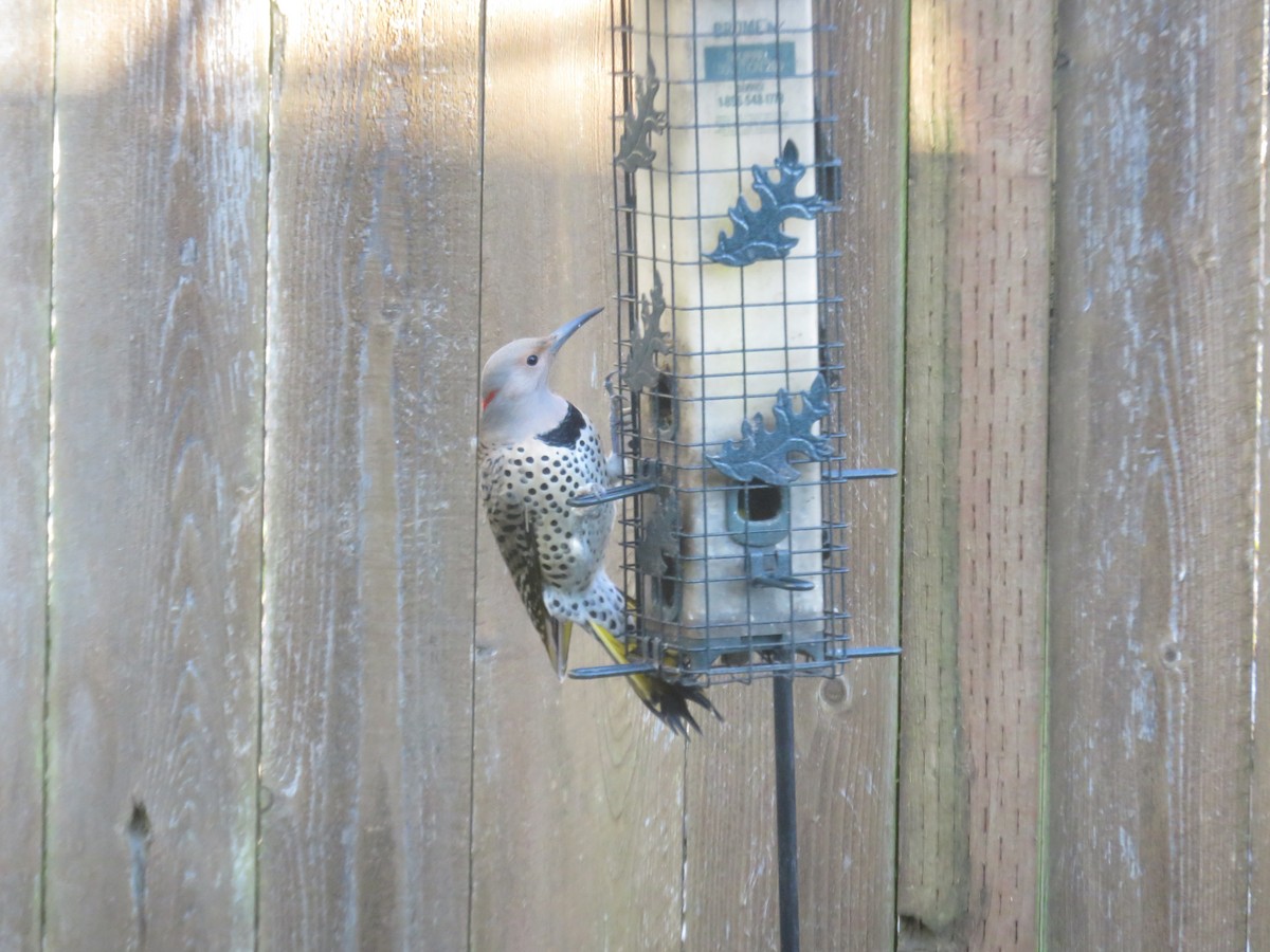 Northern Flicker (Yellow-shafted) - ML428700261