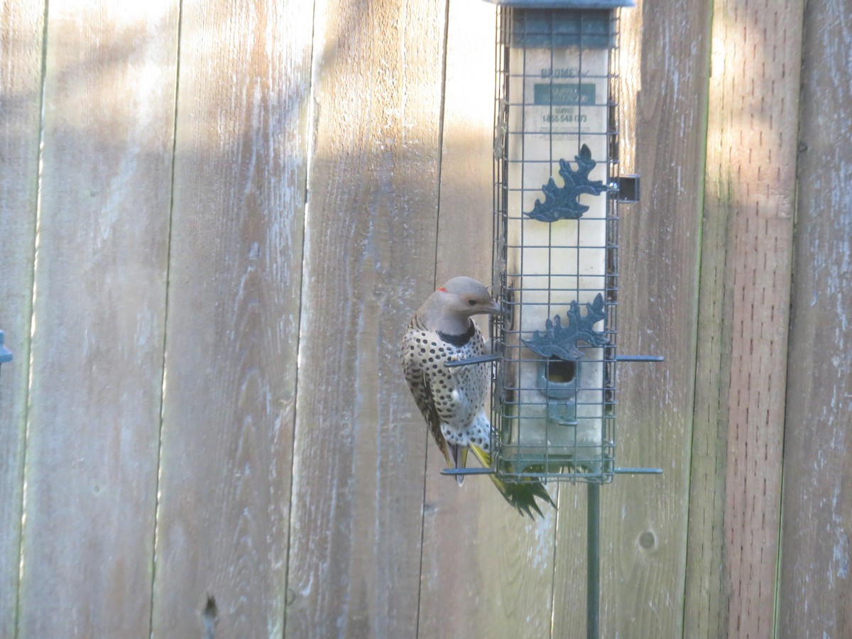 Northern Flicker (Yellow-shafted) - ML428700271