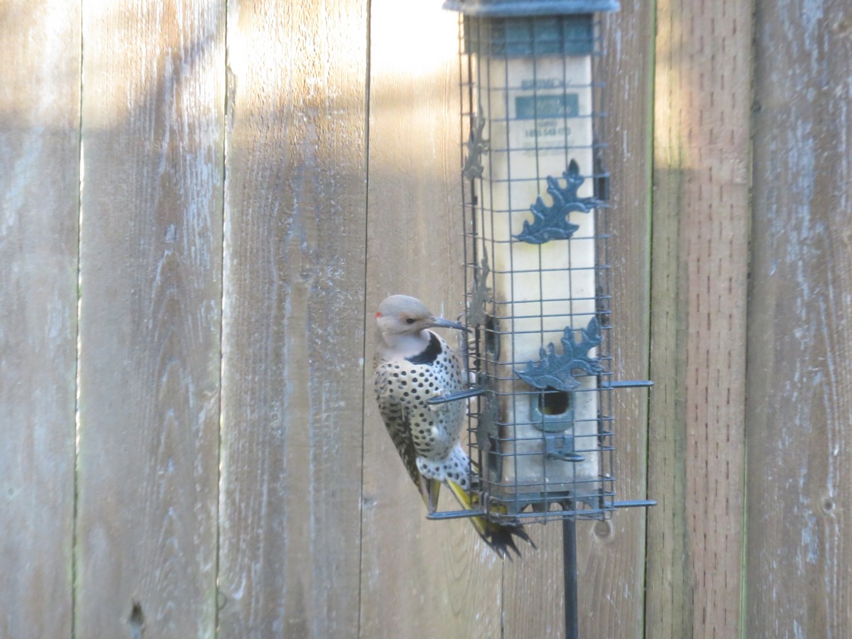 Northern Flicker (Yellow-shafted) - ML428700301