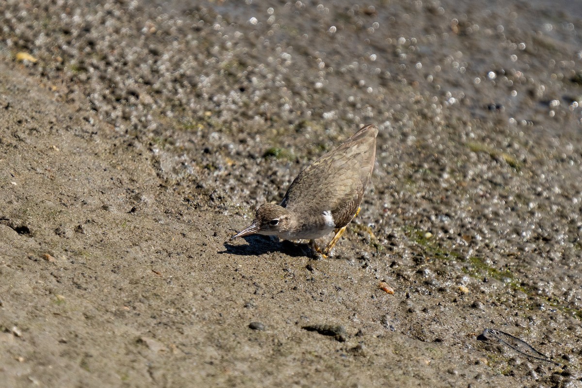 Spotted Sandpiper - ML428702521