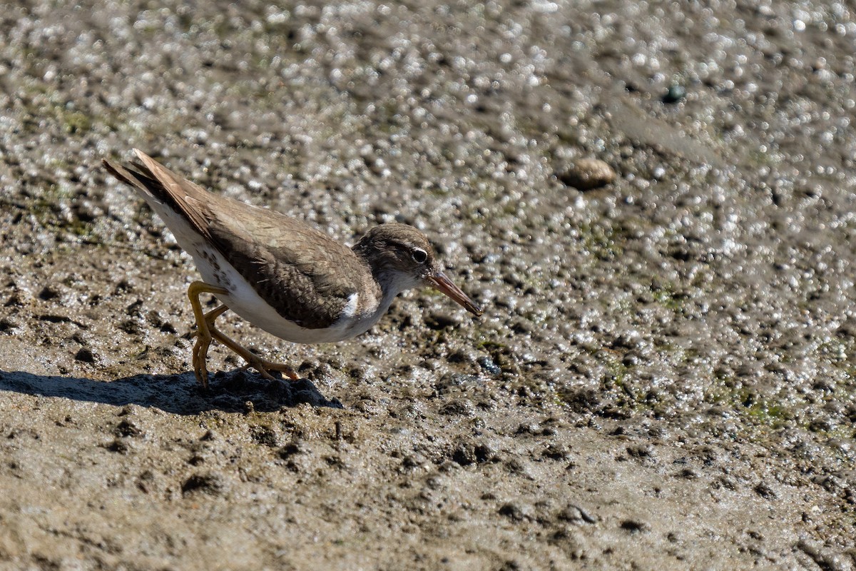 Spotted Sandpiper - ML428702531