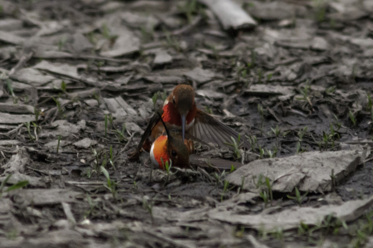 Rufous Hummingbird - Paul Donelson