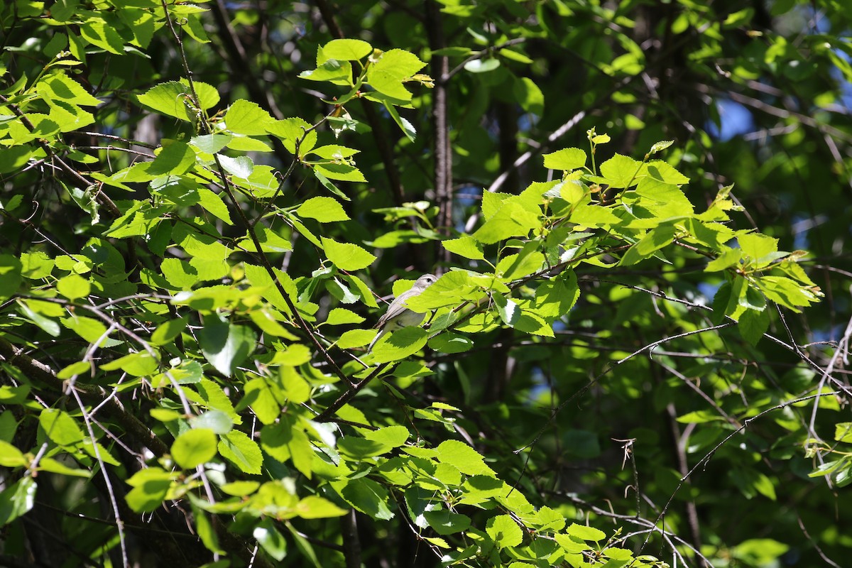 Warbling Vireo - John F. Gatchet