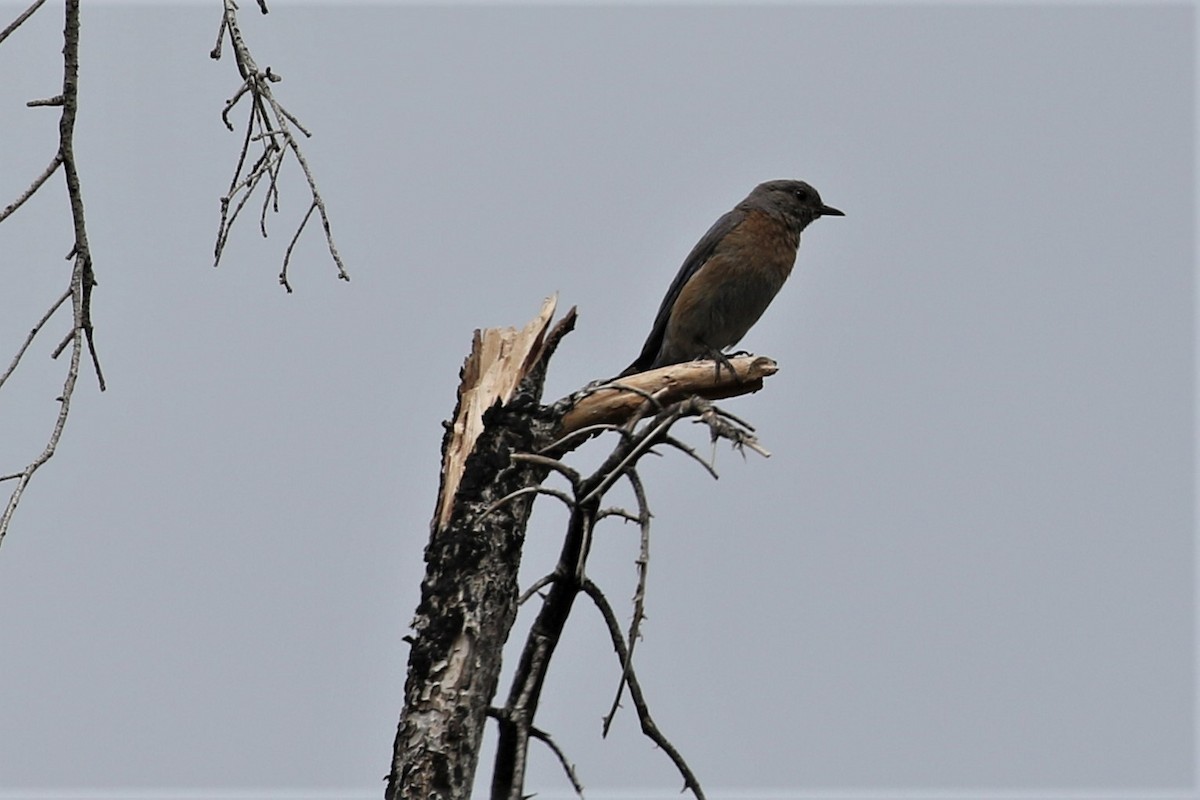 Western Bluebird - ML428703891