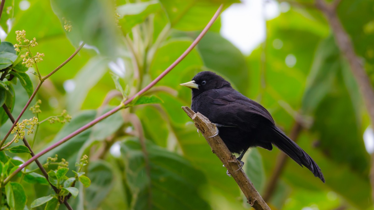 Yellow-billed Cacique - Neil Diaz