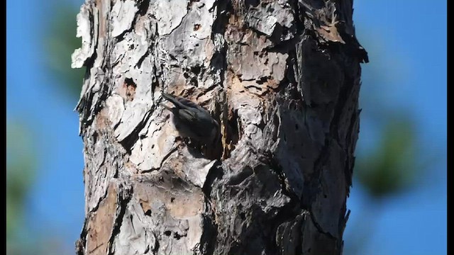 Brown-headed Nuthatch - ML428704811