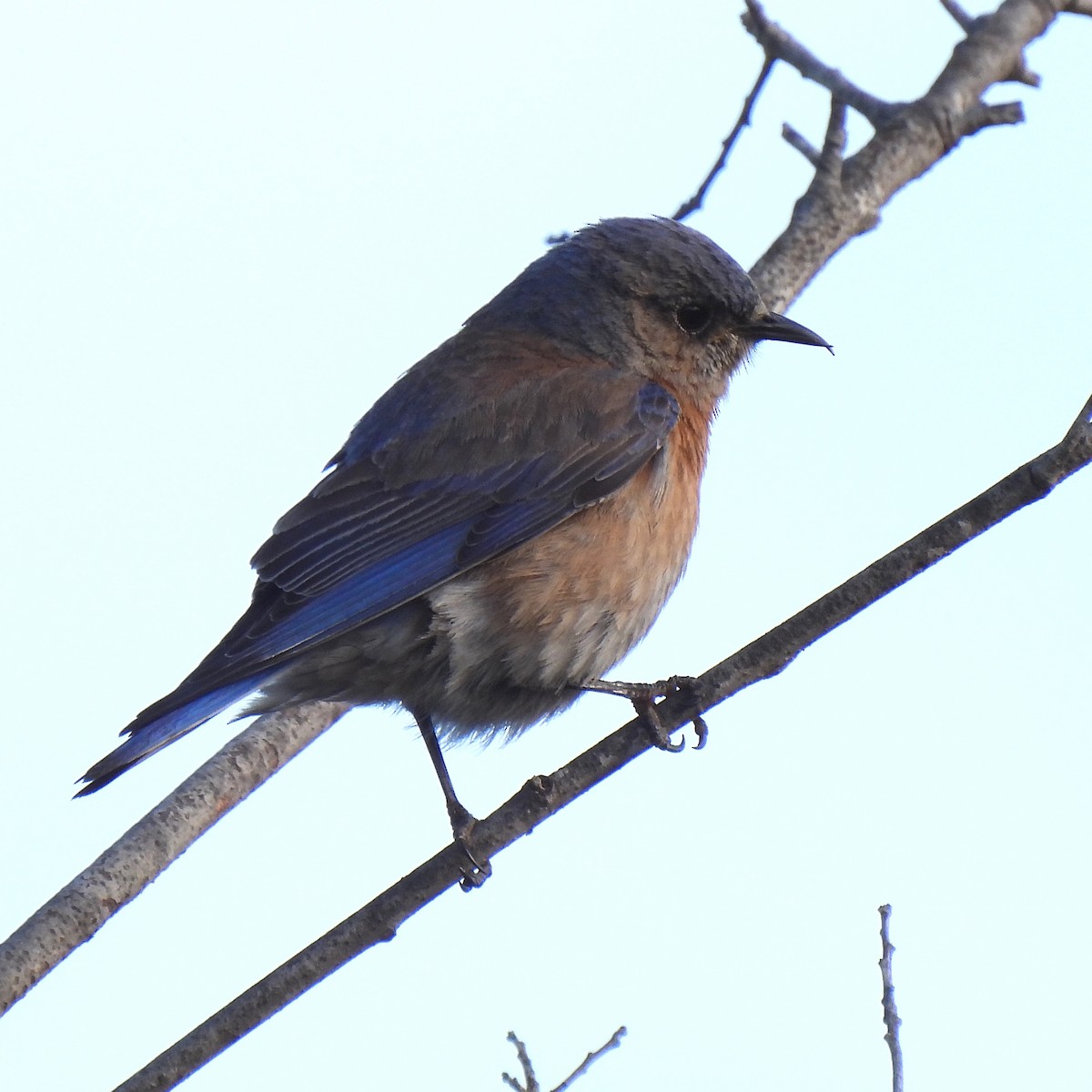 Western Bluebird - ML428704921