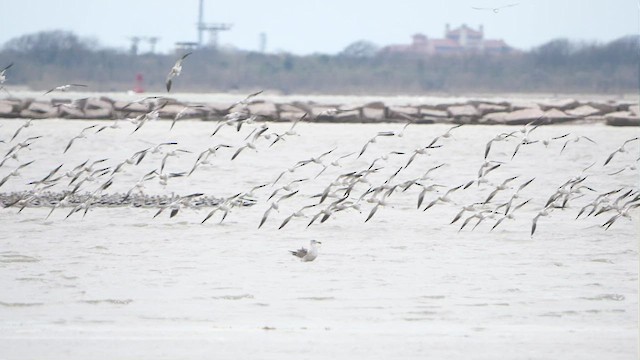 American Avocet - ML428705081