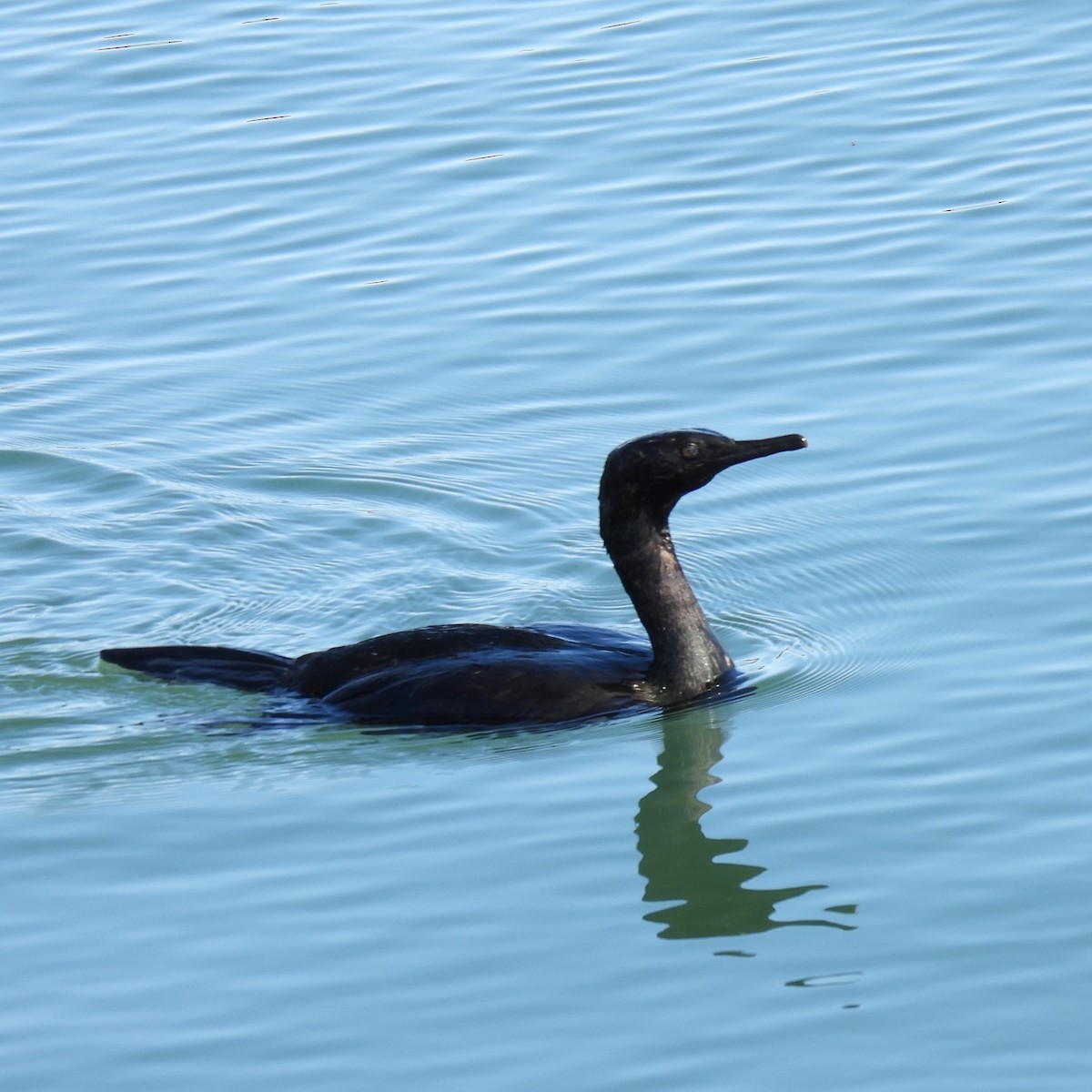 Pelagic Cormorant - Susan Kirkbride