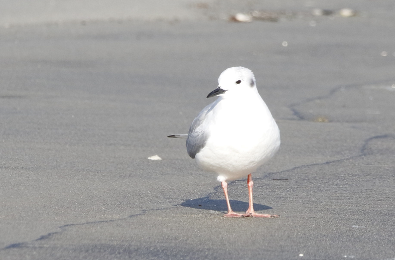 Bonaparte's Gull - ML428705611