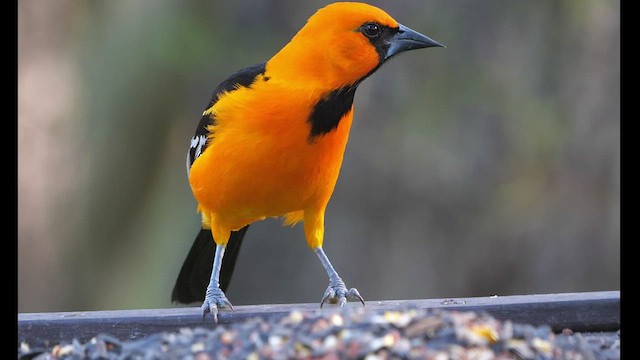 Oriole à gros bec - ML428705791