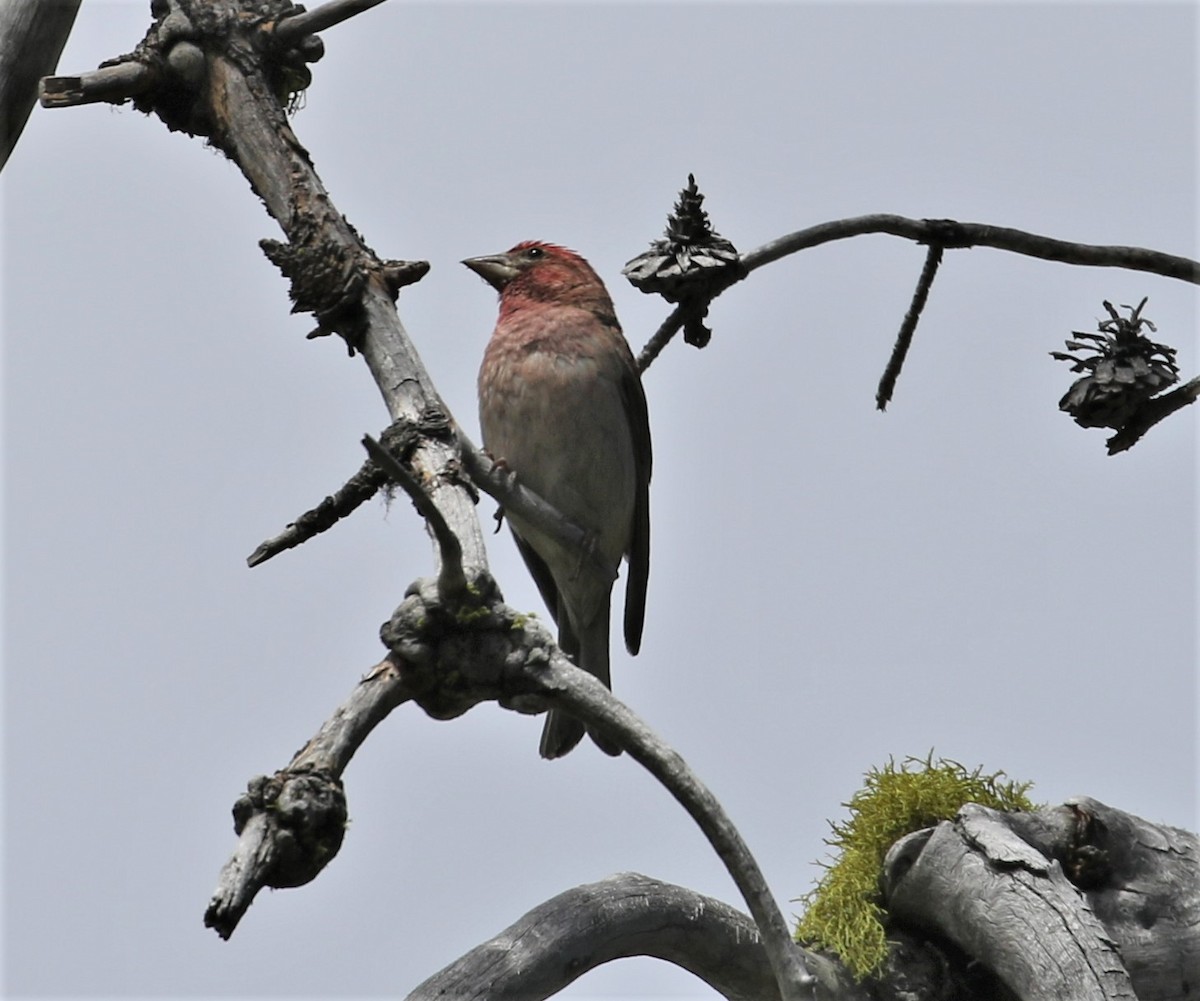 rødkronerosenfink - ML428706341