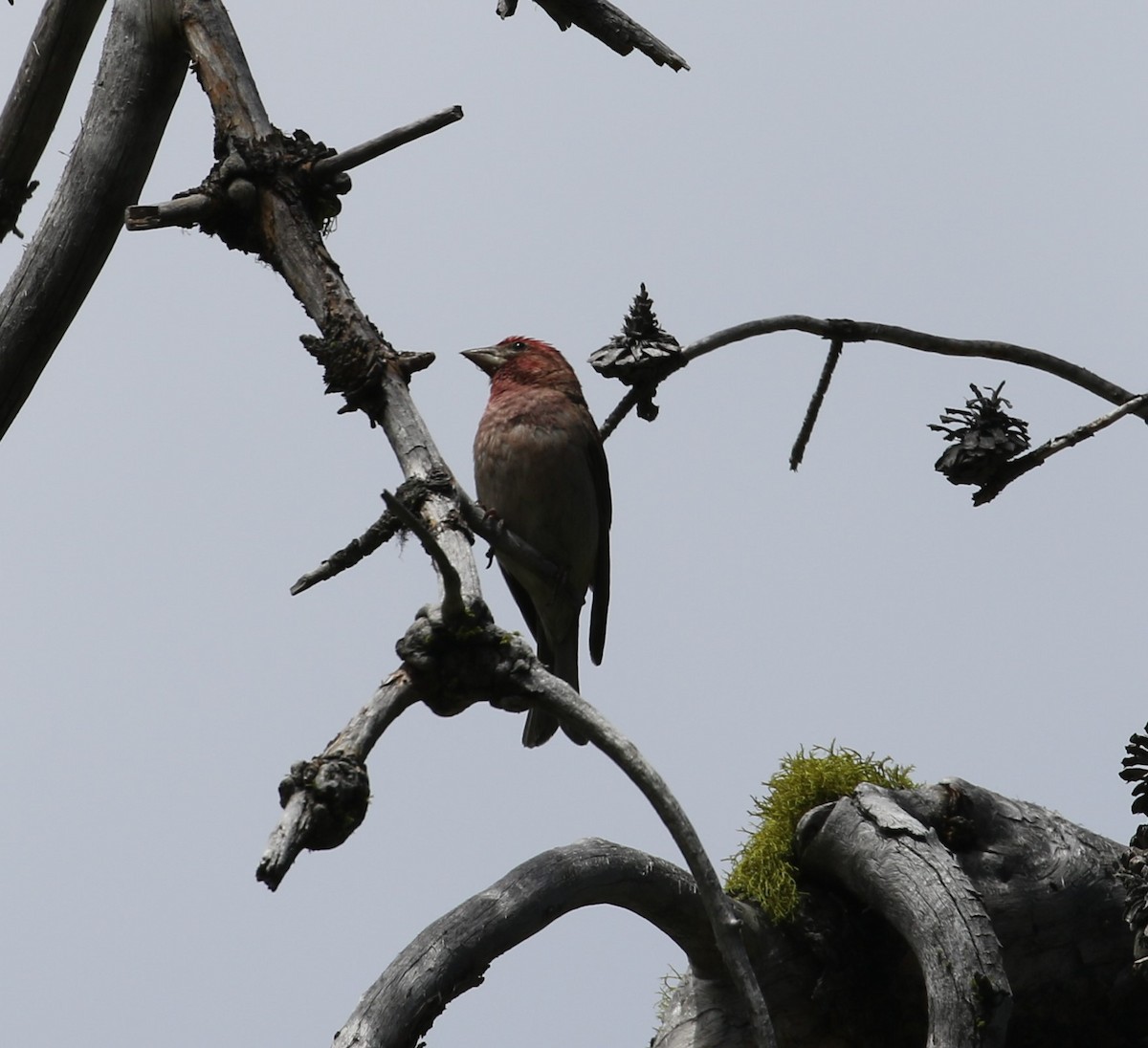 rødkronerosenfink - ML428706571