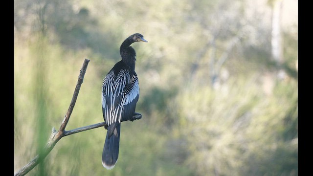 Anhinga - ML428707721