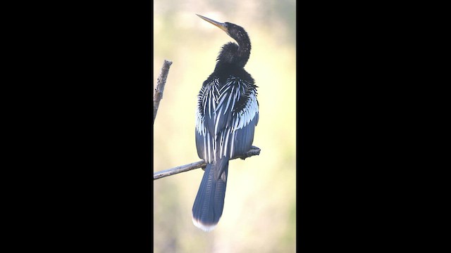 Anhinga Americana - ML428707801