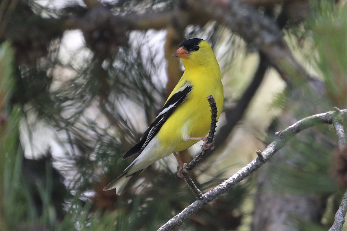 American Goldfinch - ML428707961