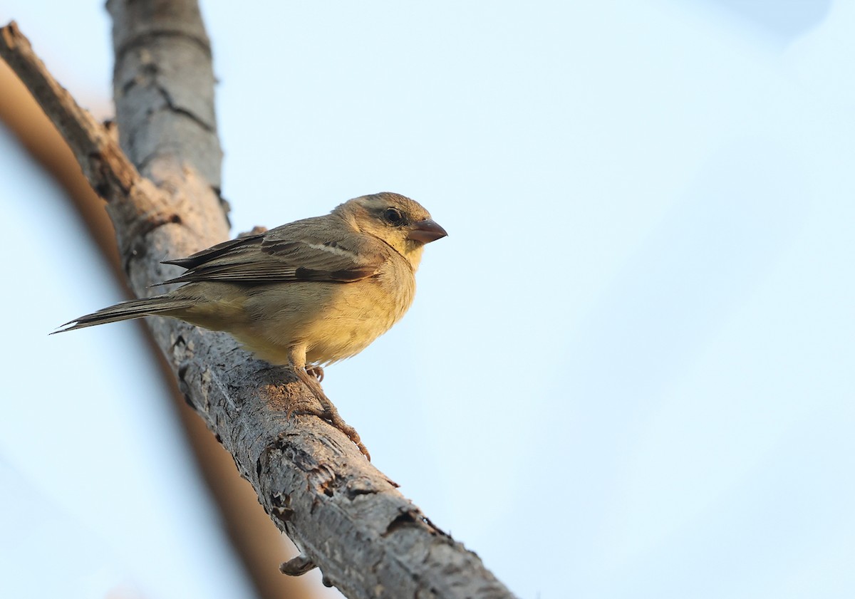 Plain-backed Sparrow - Jim DeWitt