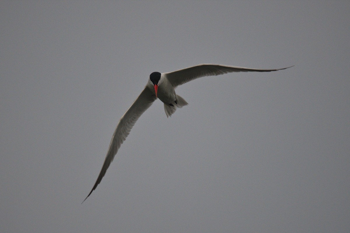 Caspian Tern - ML428708371