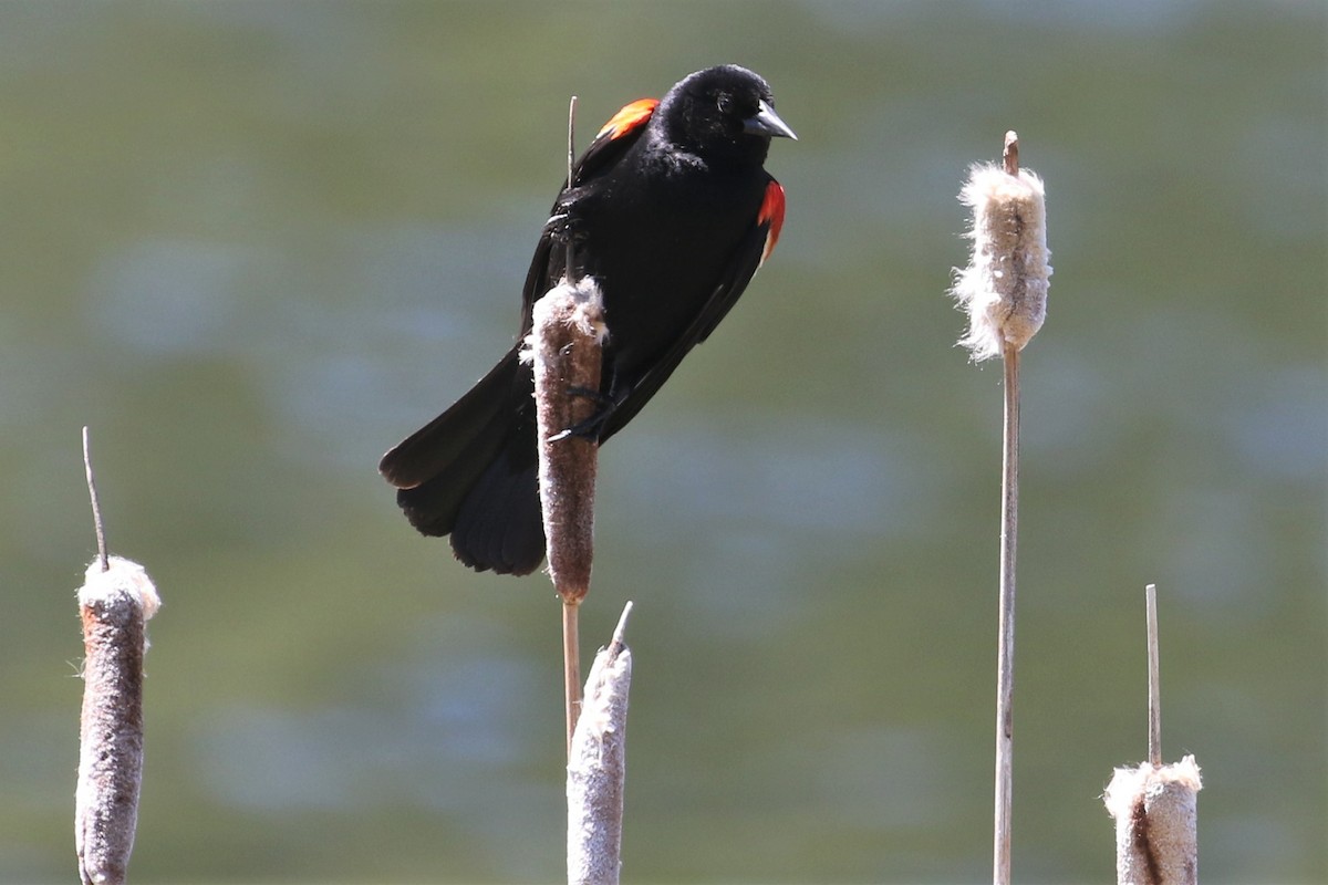 Red-winged Blackbird - ML428708671