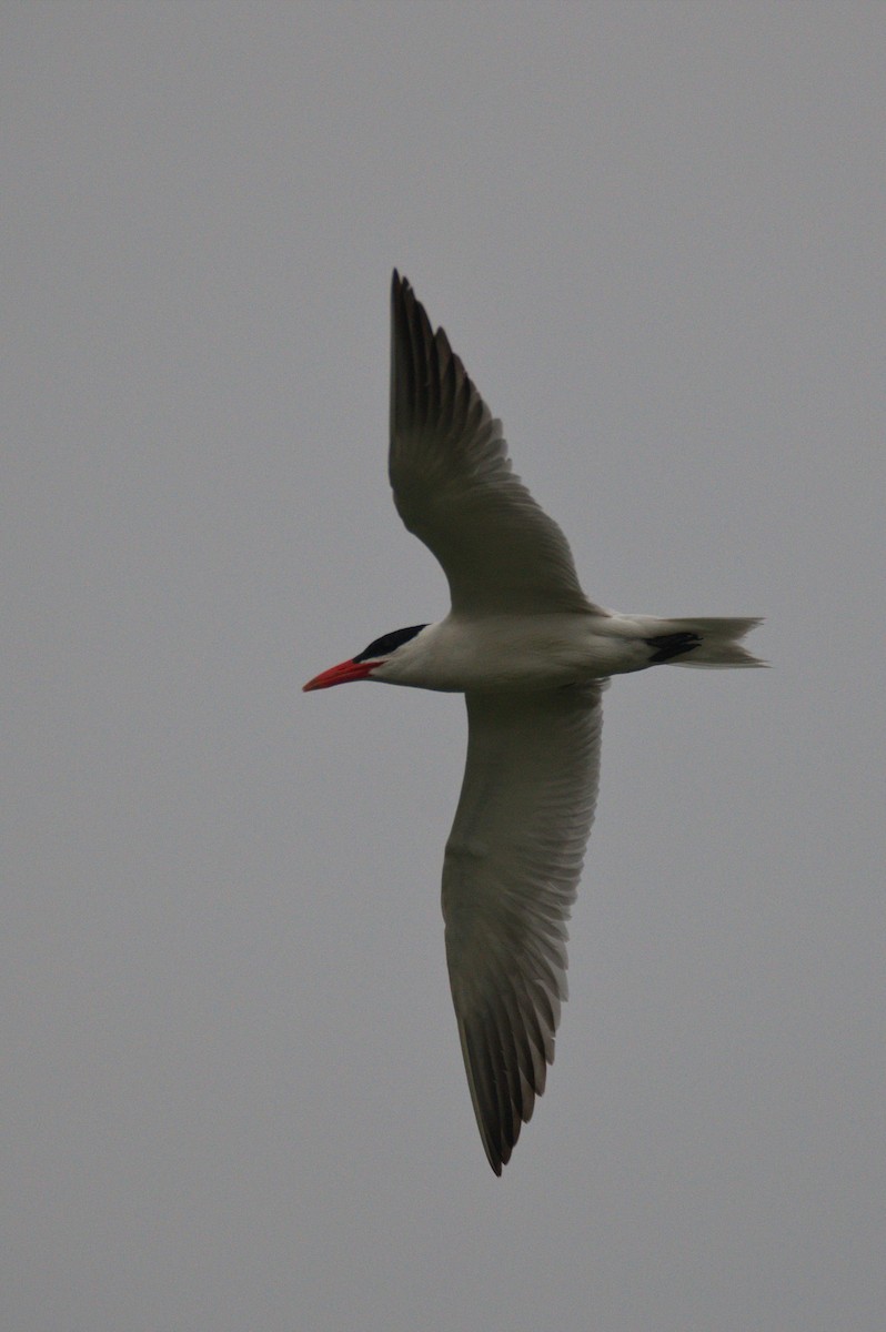 Caspian Tern - ML428708681