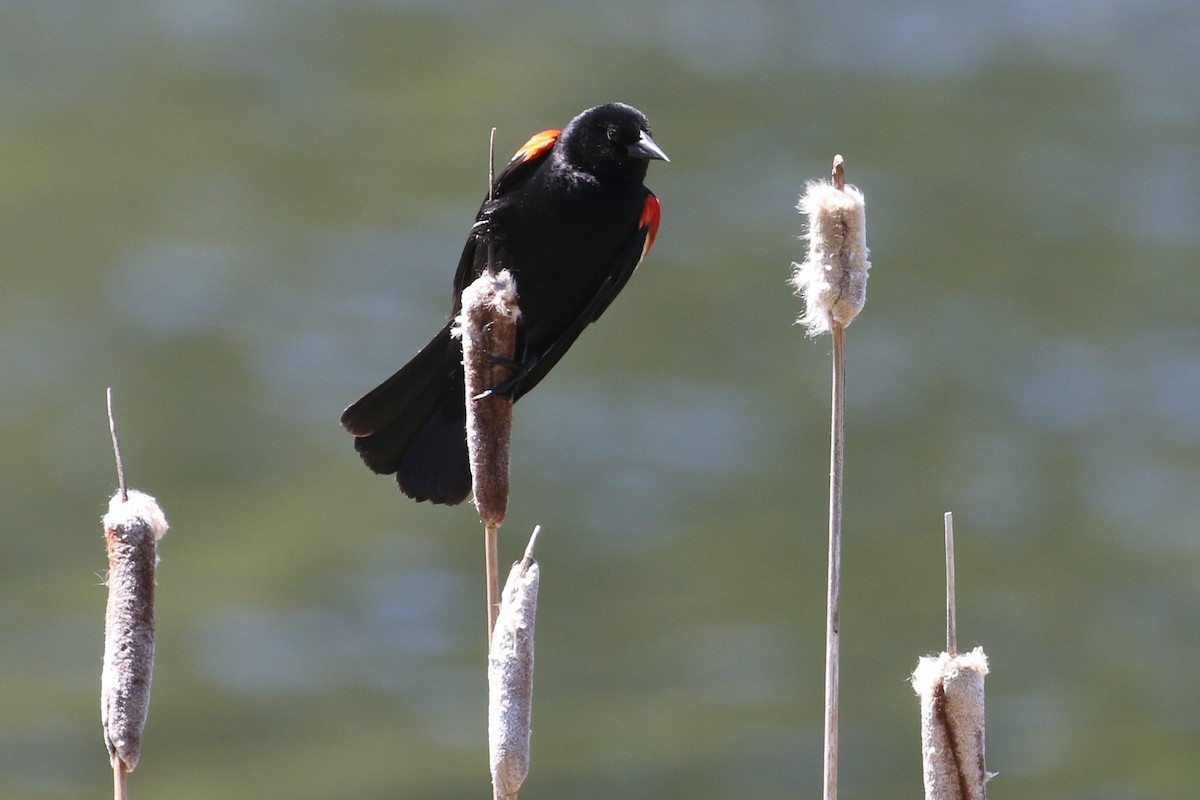 Red-winged Blackbird - ML428708751