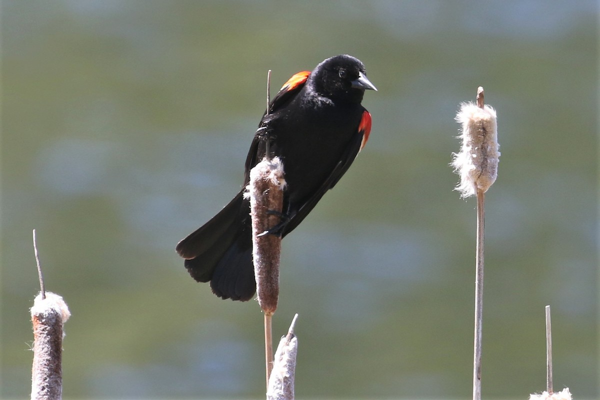 Red-winged Blackbird - John F. Gatchet