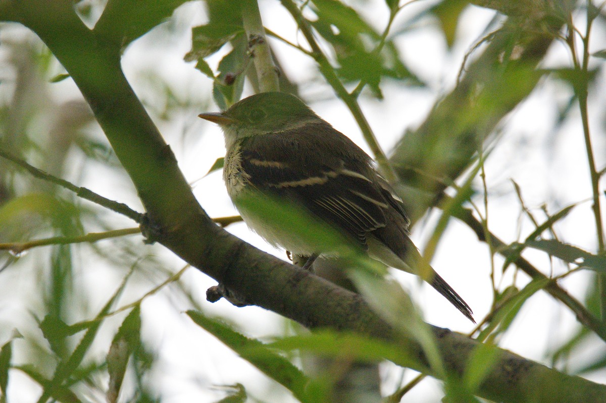 Alder Flycatcher - ML428709861