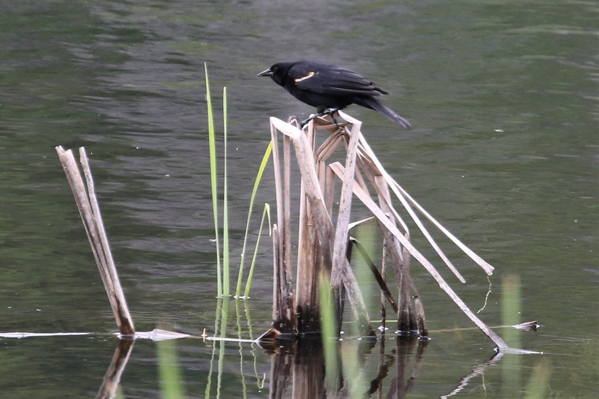 Red-winged Blackbird - ML428709901