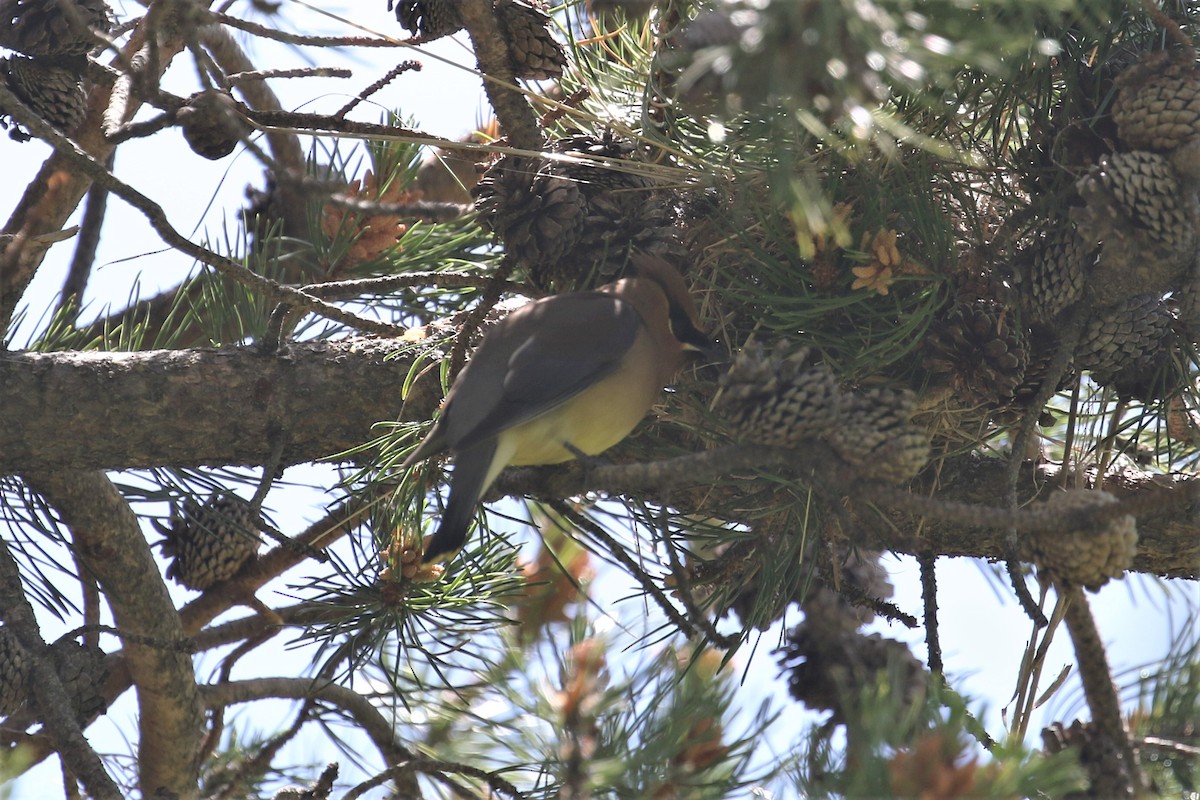 Cedar Waxwing - ML428710981