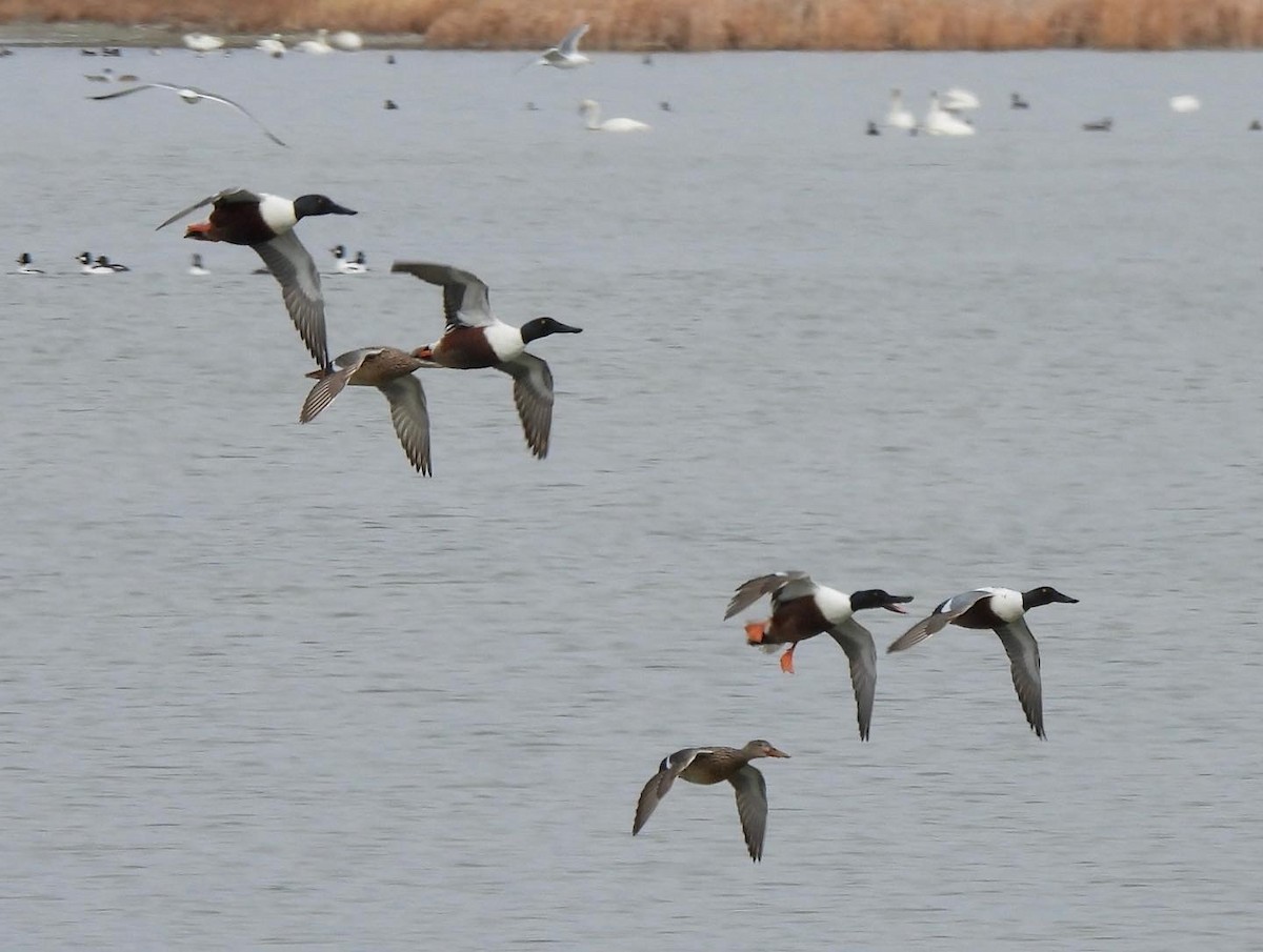 Northern Shoveler - ML428711251