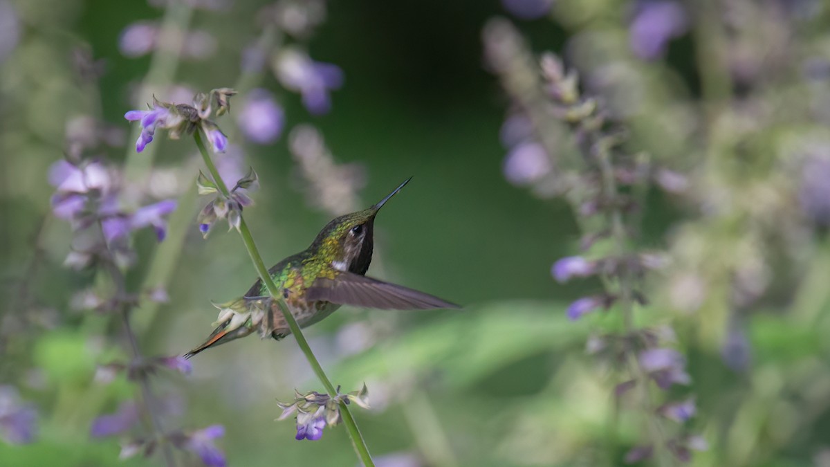 Bumblebee Hummingbird - Robert Tizard