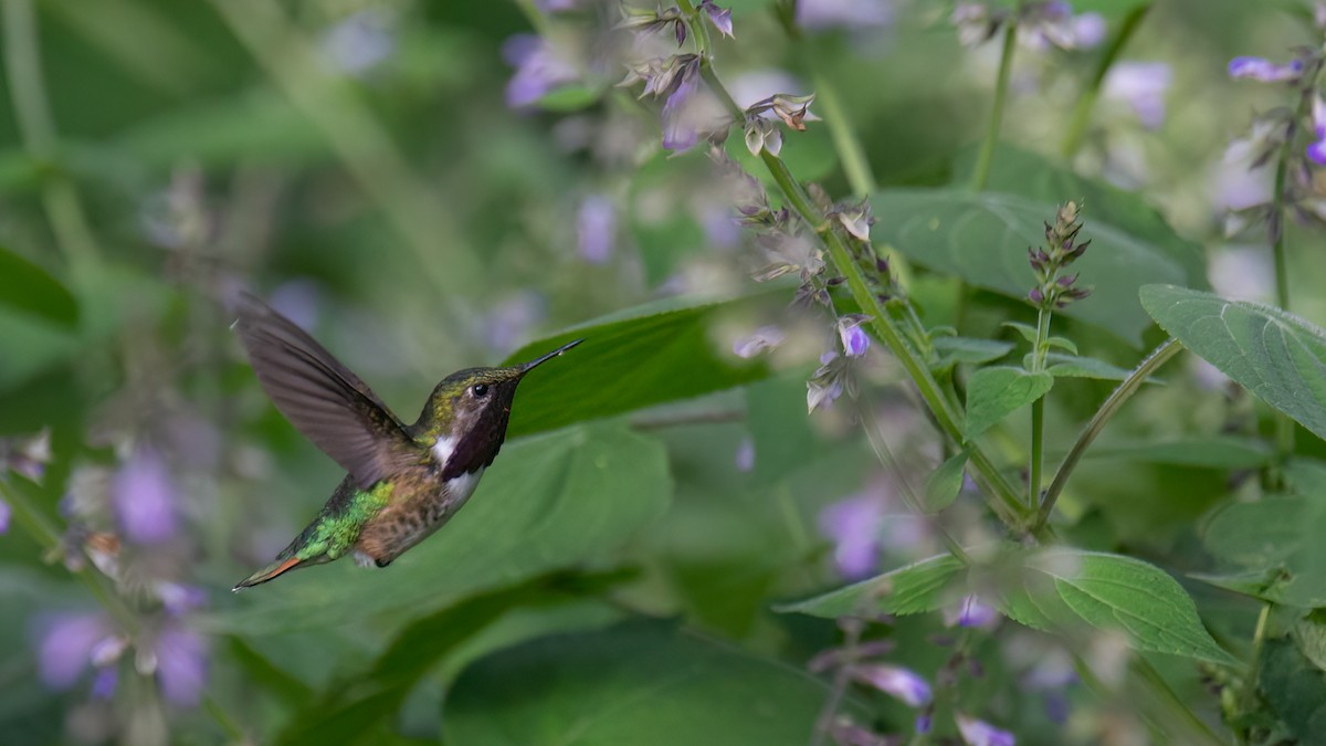 Bumblebee Hummingbird - Robert Tizard